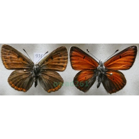 Lycaena hippothoe (Linnaeus, 1761) pair Czerwończyk płomieniec Czech, Slovakia93f